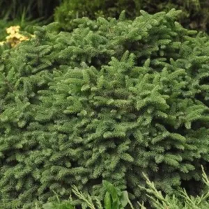 #6 spruce dwarf norway