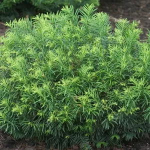 Cephalotaxus har Duke Gardens #3