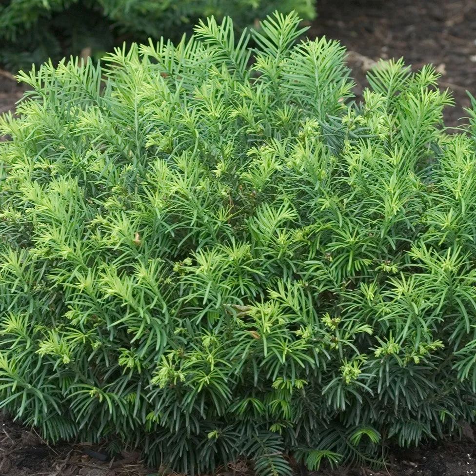 Cephalotaxus har Duke Gardens #3