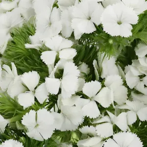 Dreamy White Breanthus Dianthus Flowers