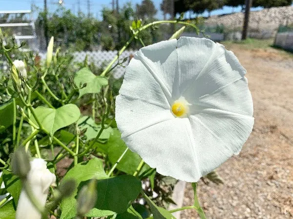 Ipomoea tricolor | Pearly Gates | 20 Seeds