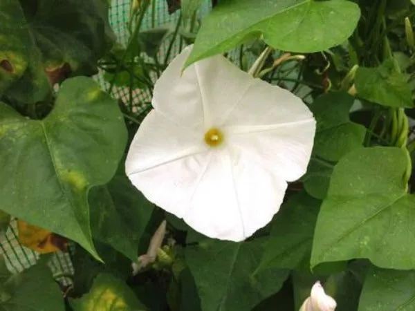 Ipomoea tricolor | Pearly Gates | 20 Seeds