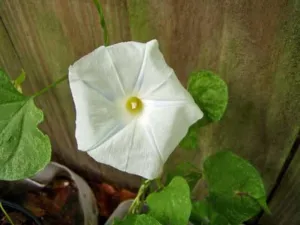Ipomoea tricolor | Pearly Gates | 20 Seeds
