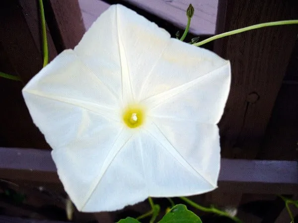 Ipomoea tricolor | Pearly Gates | 20 Seeds