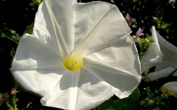 Ipomoea tricolor | Pearly Gates | 20 Seeds