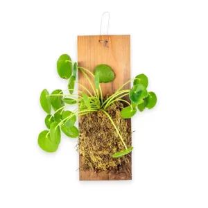 Pilea Peperomioides Plaque