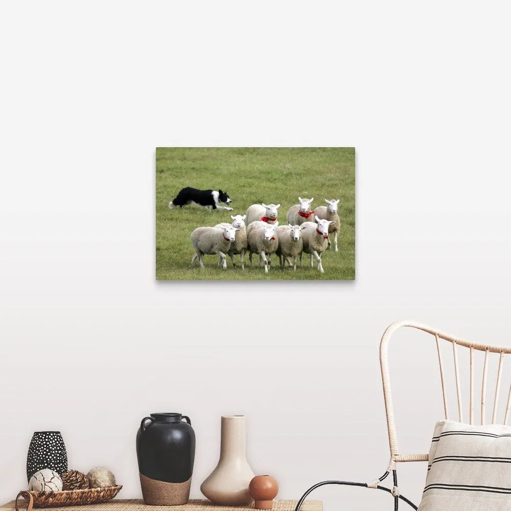 "Border Collie herding sheep" Canvas Wall Art