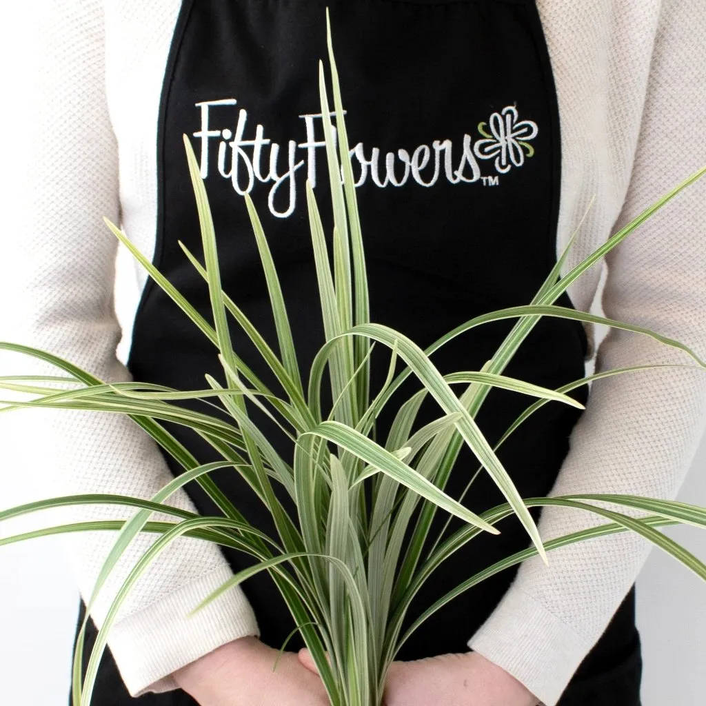 Variegated Lily Grass Greenery