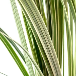 Variegated Lily Grass Greenery