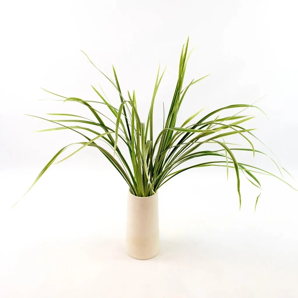 Variegated Lily Grass Greenery