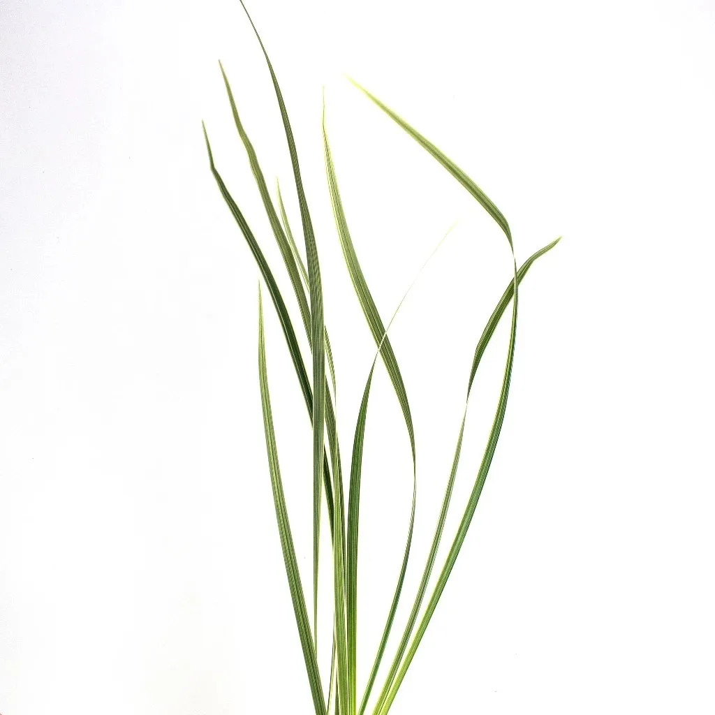 Variegated Lily Grass Greenery
